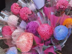 -越秀西湖花市(广州城市广场花卉店)