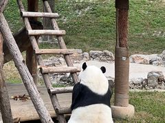 -石家庄市动物园