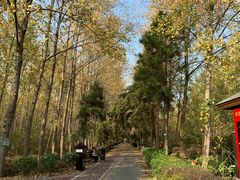 -合肥滨湖国家森林公园