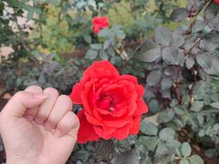 -人民公园(罗湖区)