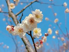-梅花山(明孝陵内)