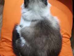 -喵zoo家庭繁育猫舍(尖东智能花园店)