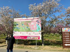 -天王浮山樱花园