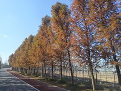 -上海长兴岛郊野公园