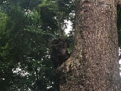 -都江堰普照寺