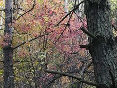 -帽儿山国家森林公园