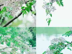 -月湖风景区