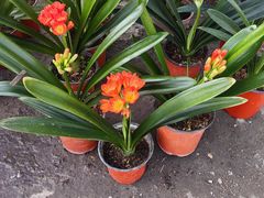 -中环花鸟鱼虫市场