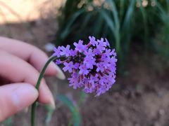 -北京东方普罗旺斯薰衣草庄园