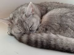 -猫的茶·猫咖