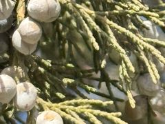 -乌素图国家森林公园