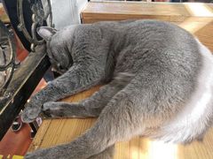 -猫小院猫主题咖啡厅(北锣店)