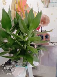 -尚艺造型.剪烫染.接发