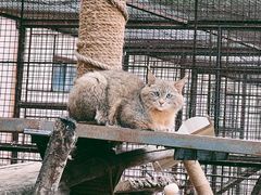 -青藏高原野生动物园