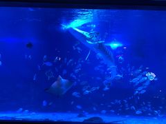 -烟台海昌鲸鲨海洋公园