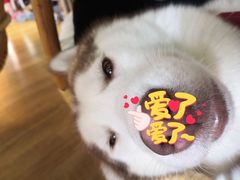 -Husky Go! 哈士奇体验馆·宠物咖啡厅狗咖