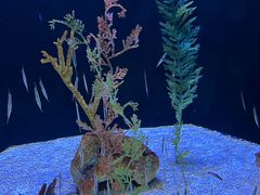 -上海海洋水族馆
