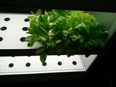 -莫奈花园餐厅(麦迪逊花园店)