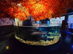 -成都浩海立方海洋公园