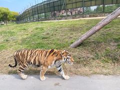 -上海野生动物园