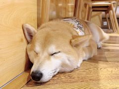 -柴务处·柴犬主题狗咖