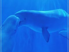 -多彩贵州城极地海洋世界