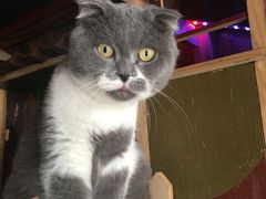 -壹六猫窝(谷德店)