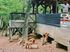 -宫城藏王狐狸村