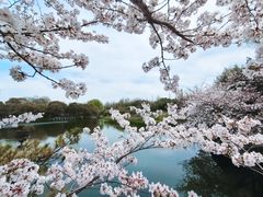 -上海共青森林公园