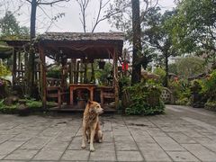 -青城甲(青城山店)