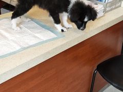 -艾贝尔宠物医院·24H转诊中心·肿瘤猫专科(江宁双龙店)