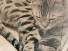 -BABIT巴比特宠物(MOMOPARK店)