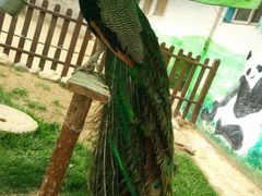 -西安秦岭野生动物园