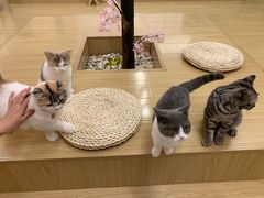 -喵八撸猫馆