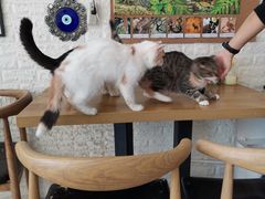 -平行世界·猫咖(首经贸店)