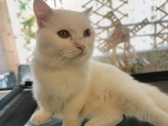 -MOYOYO猫咪咖啡店