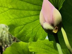 -陈家山荷花公园
