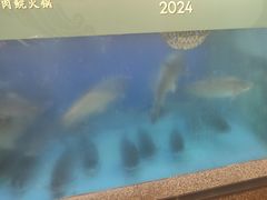 -淘米捞·米汤脆鲩鱼火锅(福田皇岗店)