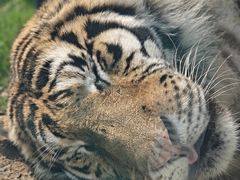 -西霞口神雕山野生动物世界