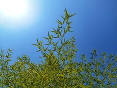 -大渡口区义渡公园