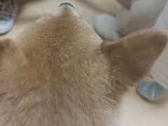 -猫色咖啡·猫咖