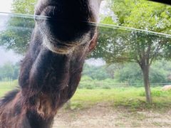 -常州淹城野生动物世界