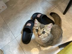 -伟伟宠物医院·瑞派猫友好医院·猫科(光谷店)