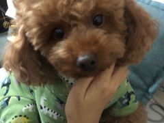 -艾贝尔宠物诊疗