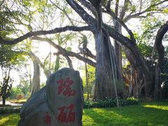 -瑞丽独树成林风景区