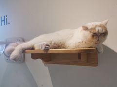 -Heymao猫咖.咖啡厅(东门店)