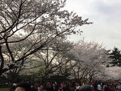 -武汉大学-樱园