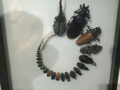 -墨尔本博物馆(Melbourne Museum)