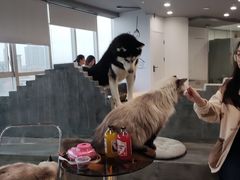 -共舞时光猫咖·狗咖(新街口店)