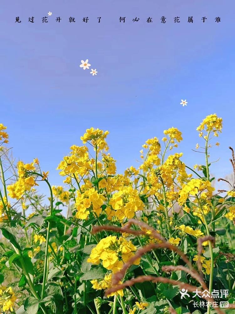 固安林城油菜花花田图片